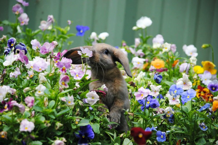 animals-smelling-flowers-27__880