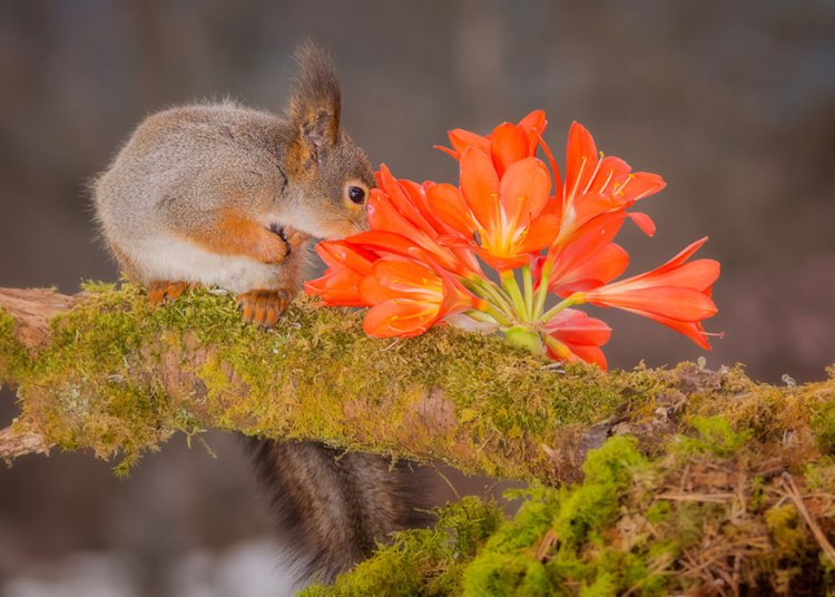 animals-smelling-flowers-291__880.jpg