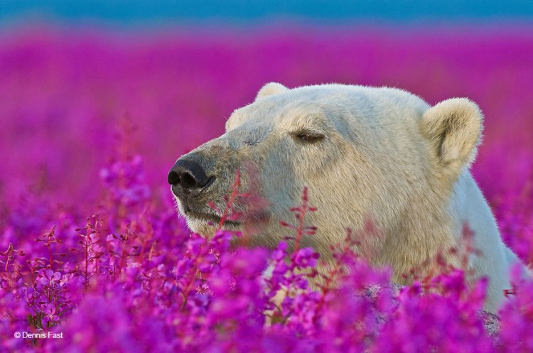animals-smelling-flowers-421__880.jpg
