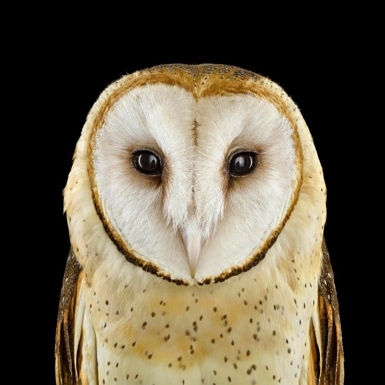 owl-portraits-2