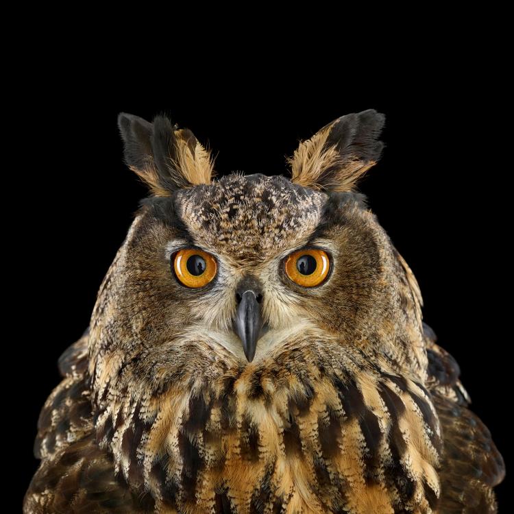 owl-portraits-3