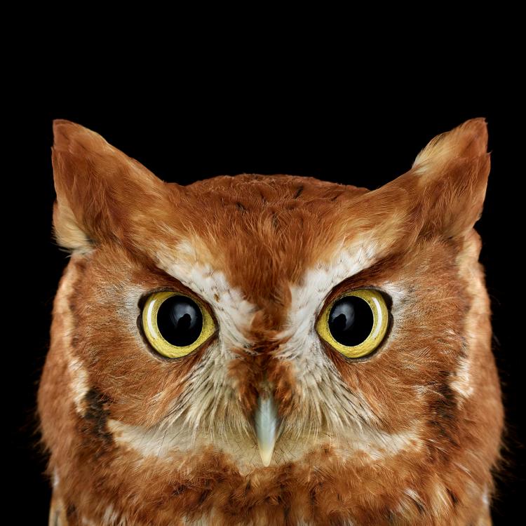 owl-portraits-4