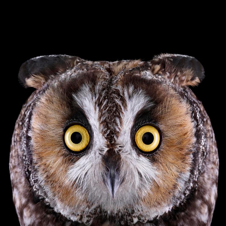 owl-portraits-7
