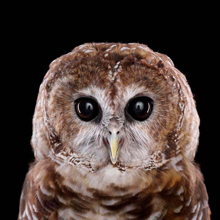 owl-portraits-8