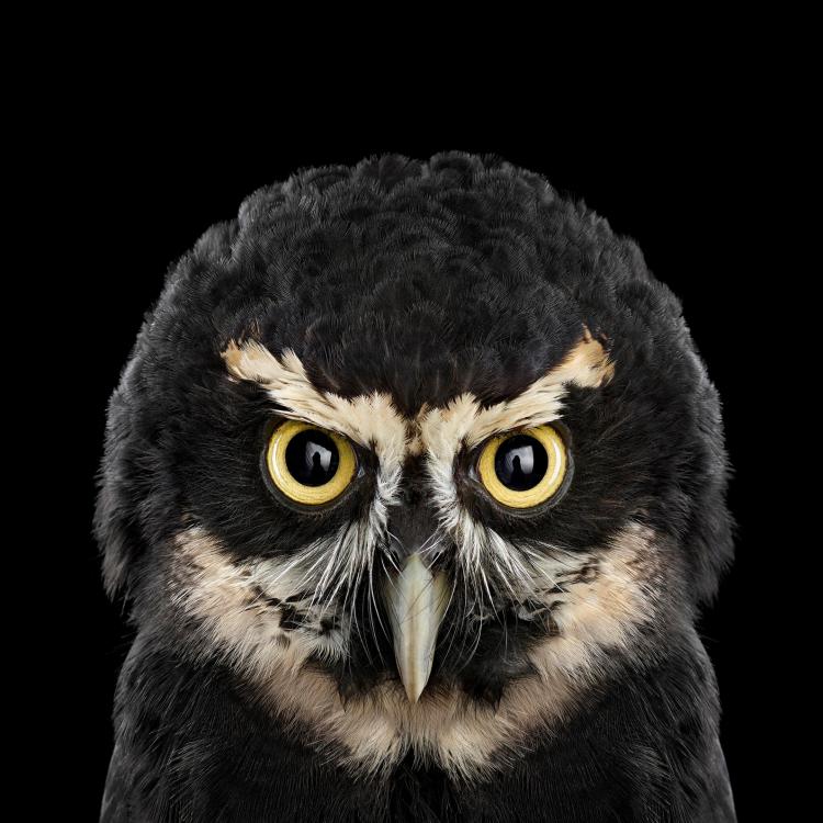 owl-portraits-9
