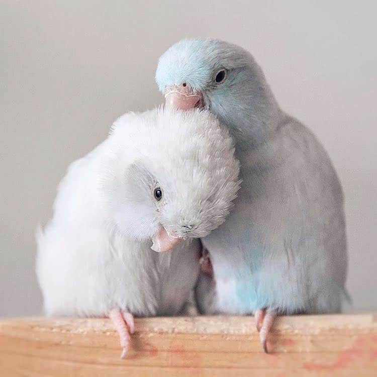 pacific-parrotlets-bird-photography-rupa-sutton-16