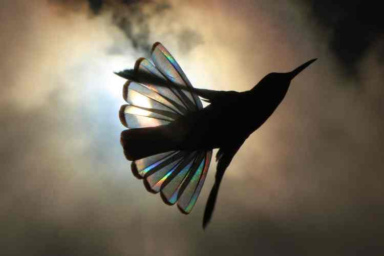 christian-spencer-hummingbird-photography-1