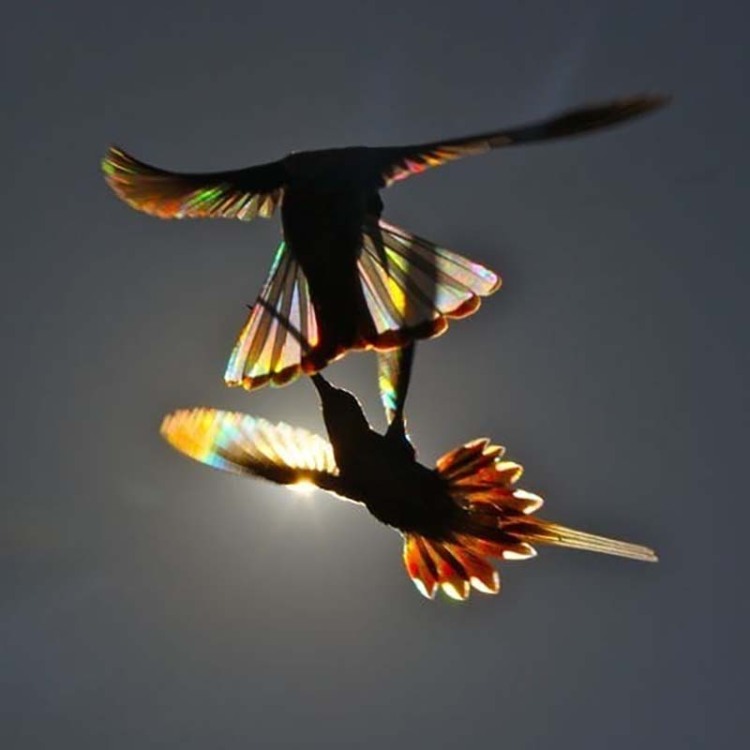 hummingbird-wings-rainbow-christian-spencer-vinegret-4.jpg